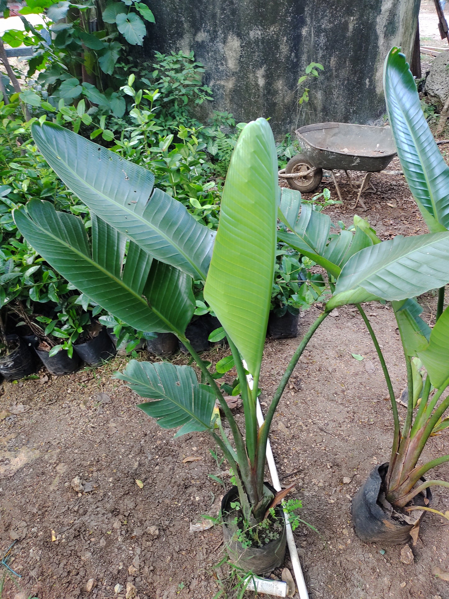 Strelitzia Nicolai "12
