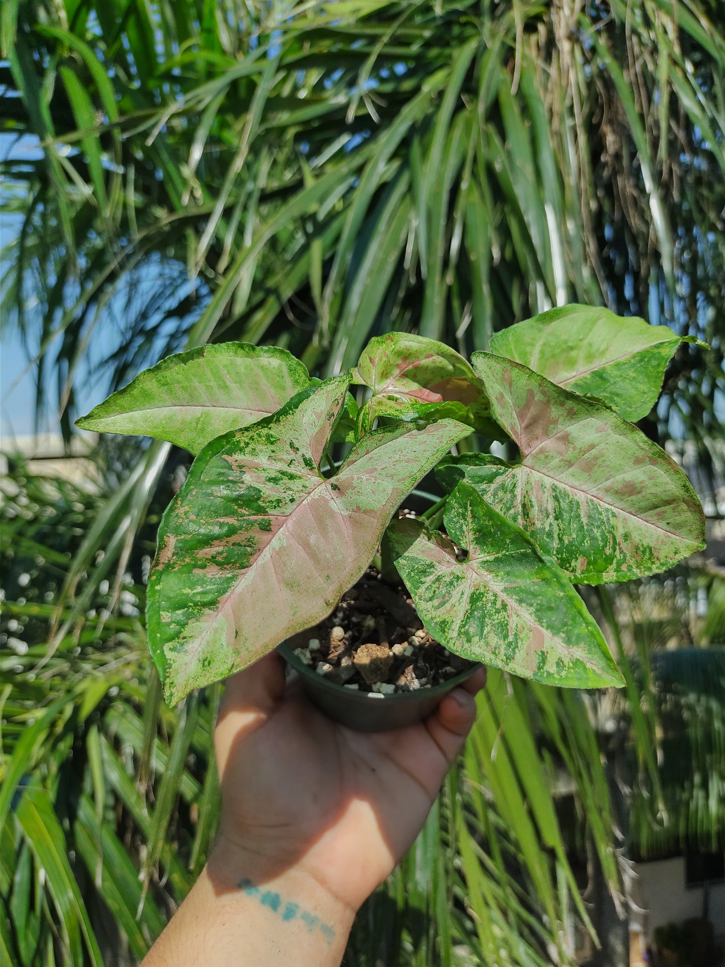 Syngonium Confetti Tricolor "4