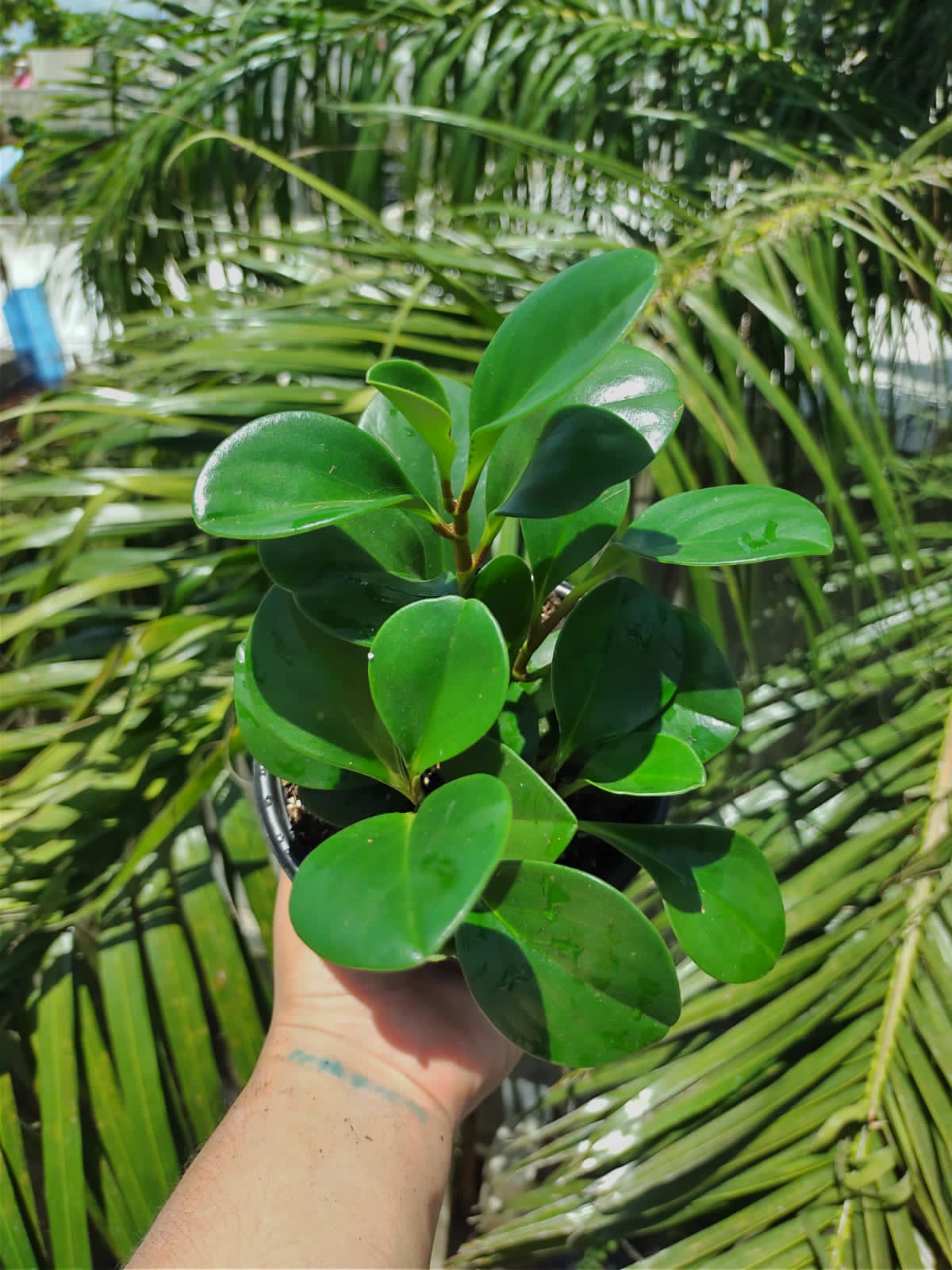 Paquete 10 pzas duo peperomia