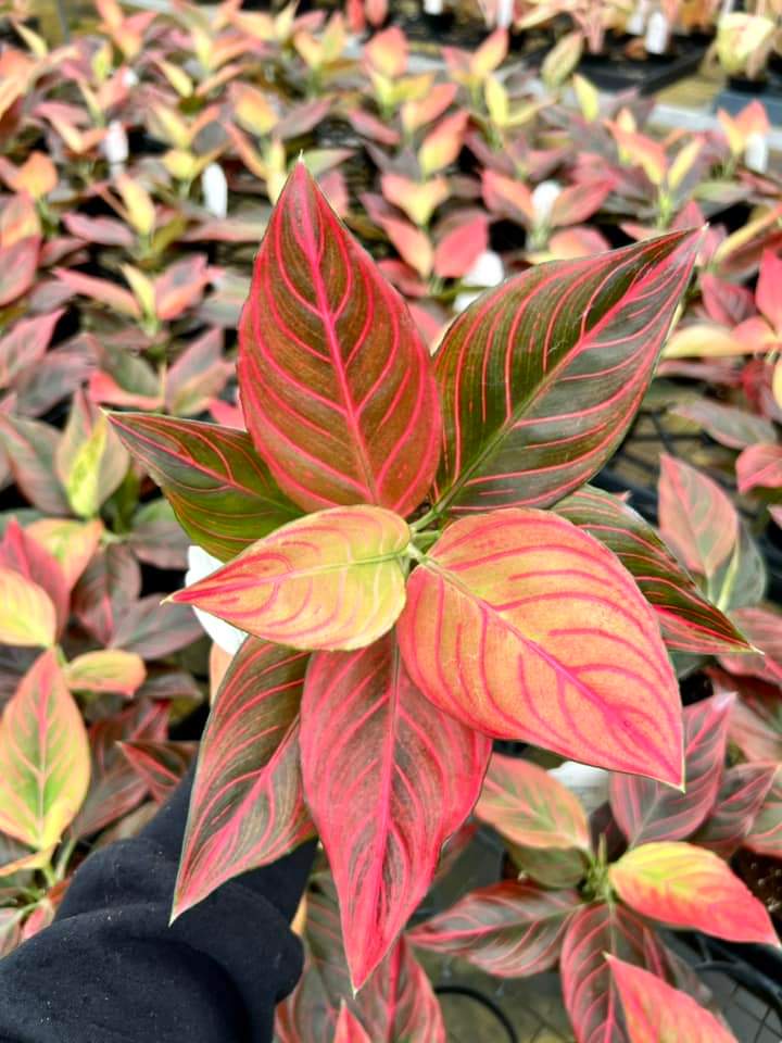 Aglaonema Red Vain "4