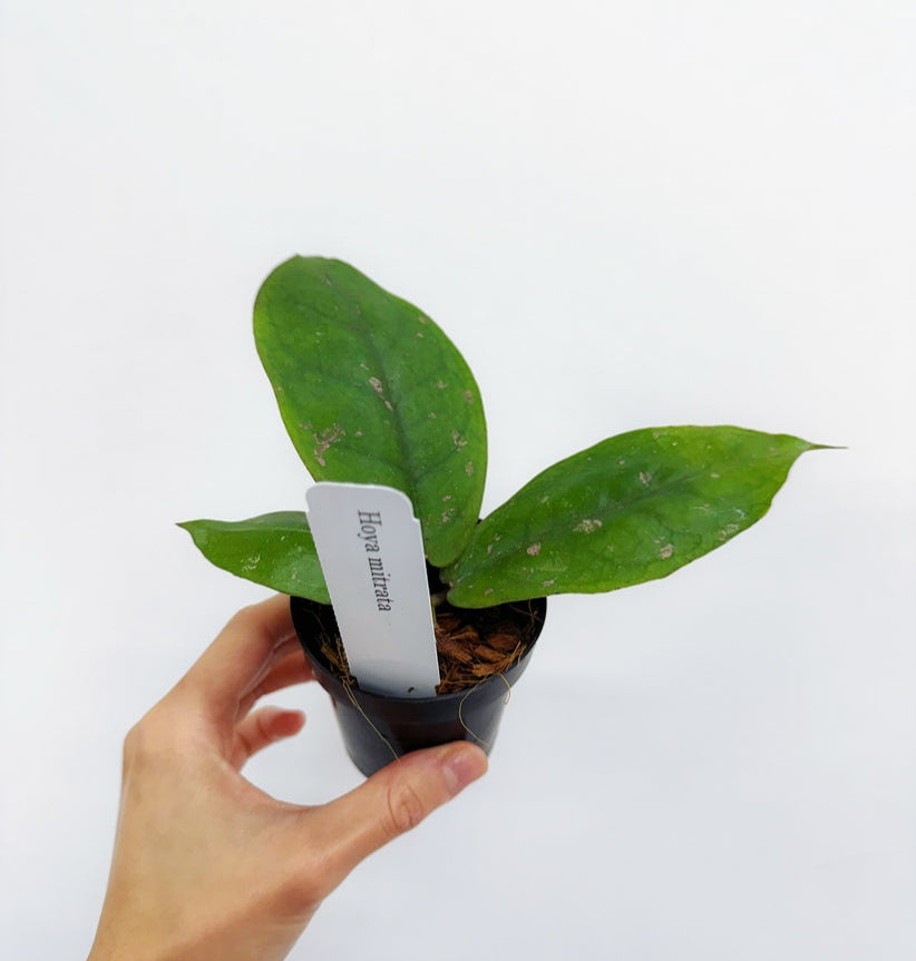 Hoya Mitrata "3