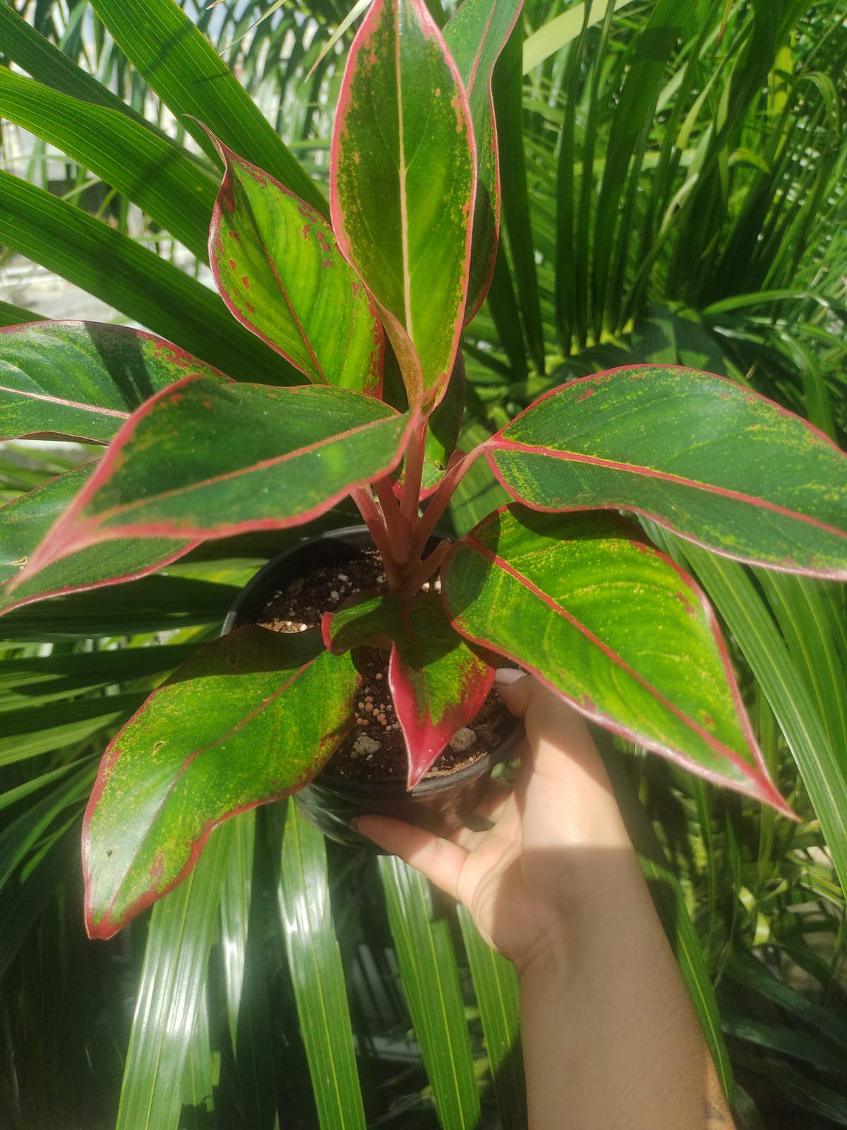 Aglaonema Aurora Siam “6