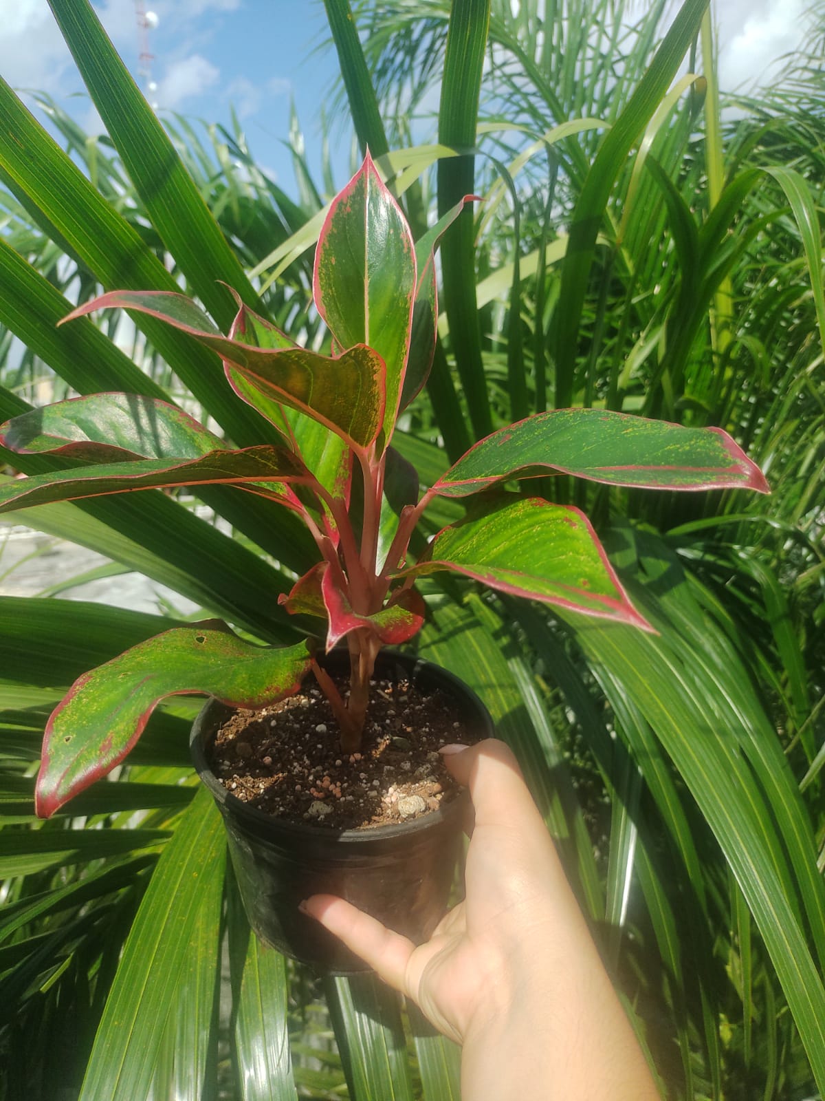 Aglaonema Aurora Siam “6