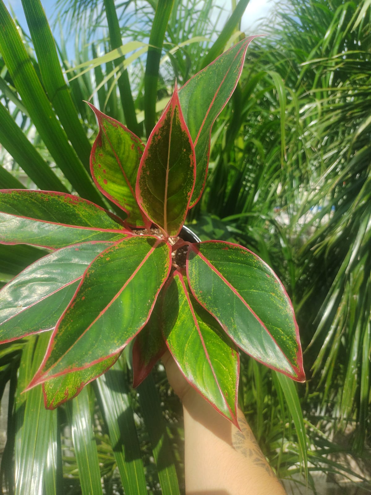 Aglaonema Aurora Siam “6