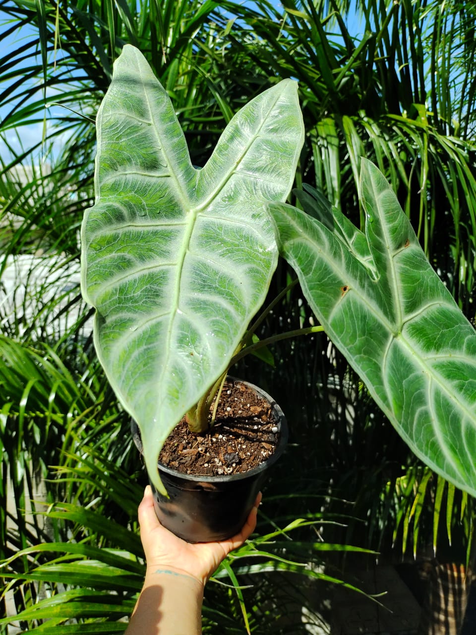 Alocasia Longiloba Silver “6