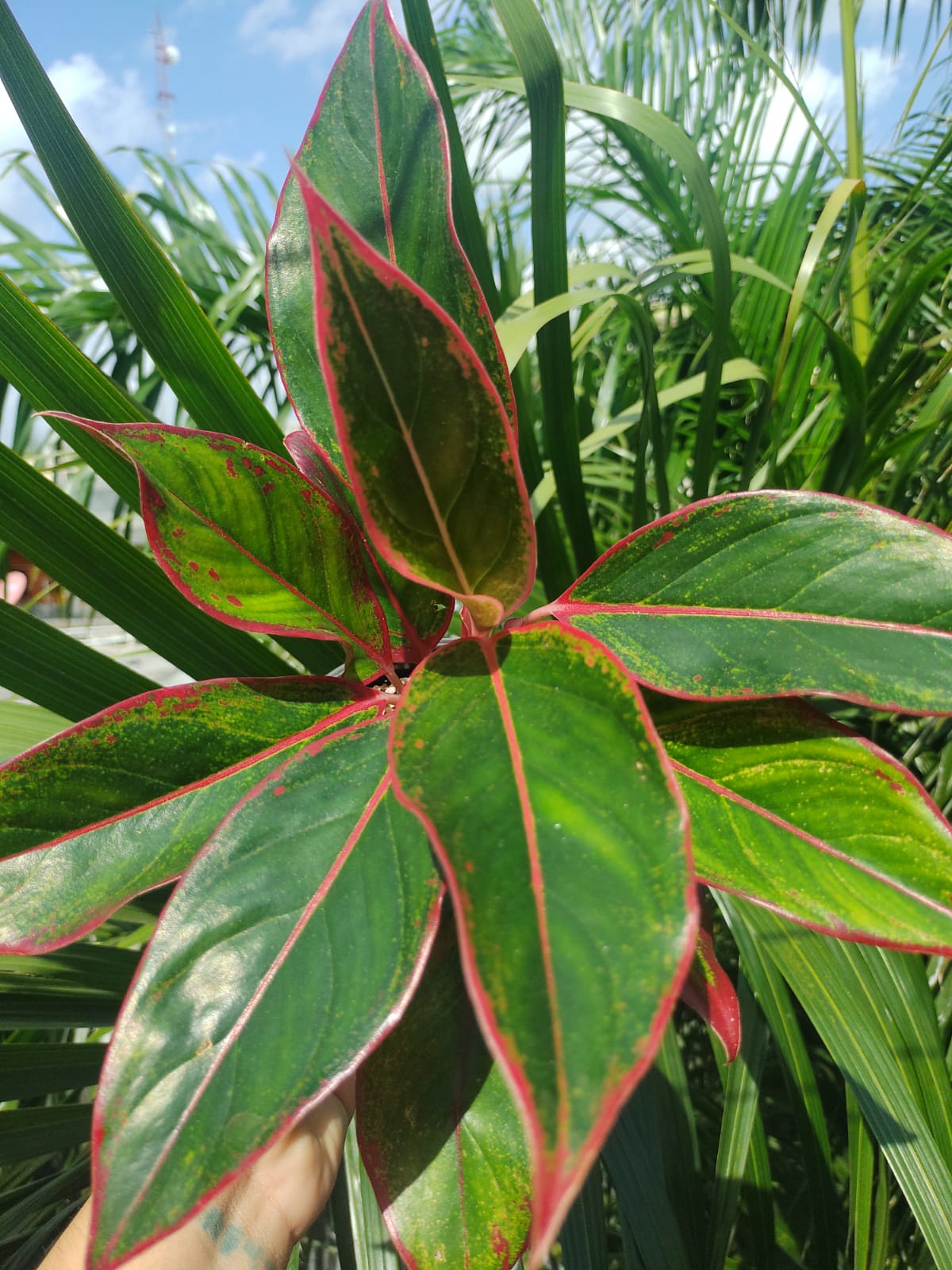 Aglaonema Aurora Siam “6