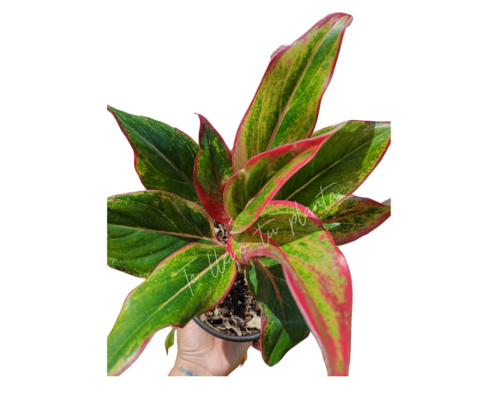 Aglaonema Aurora Siam “6
