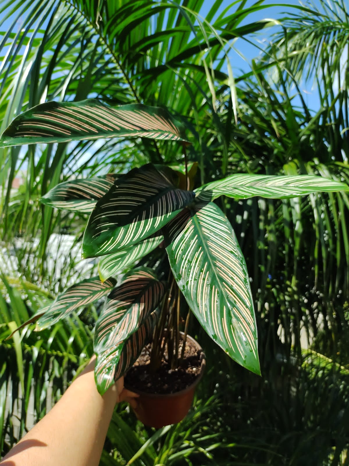 Calathea White Star “6