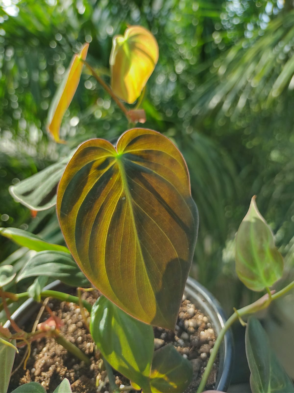 Philodendron Micans (rojo) “5