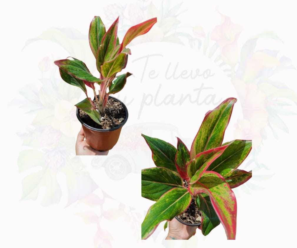 Aglaonema Aurora Siam “6