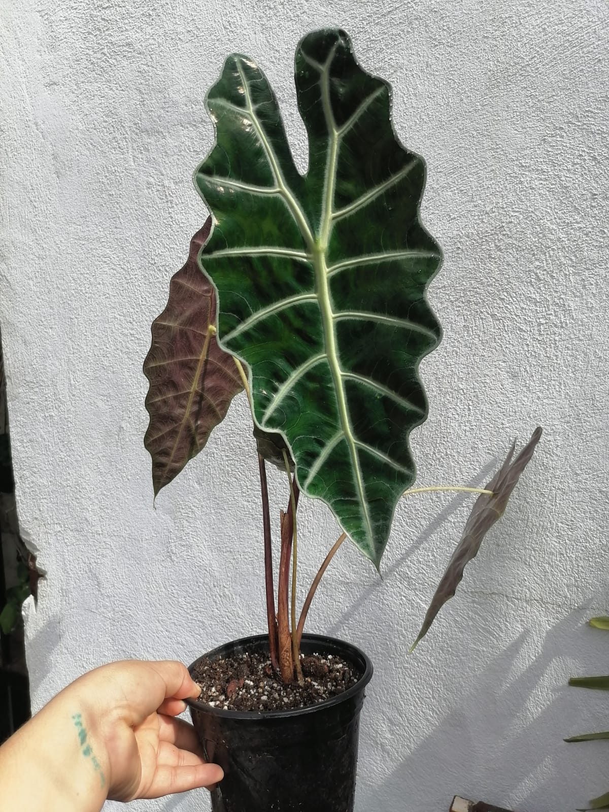 Alocasia Amazonica “6