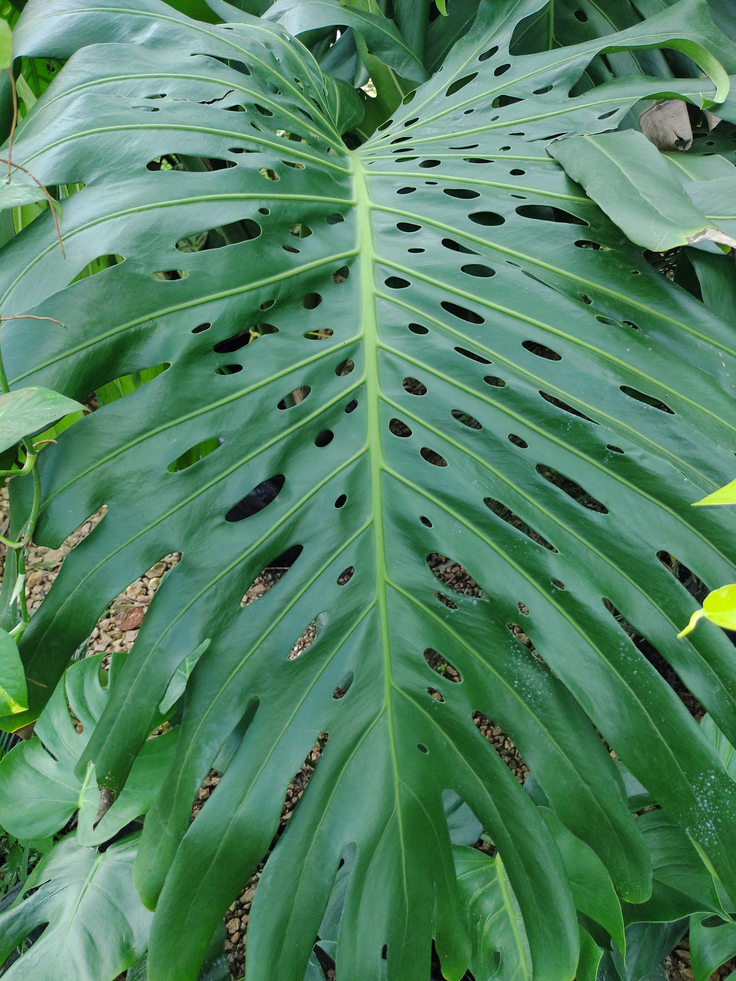 Plantas Grandes