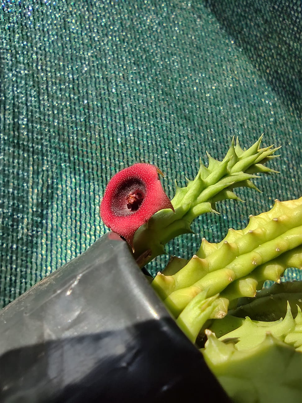 Huernia Schneideriana