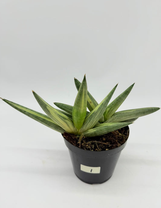 Sansevieria Starfish Variegada “4