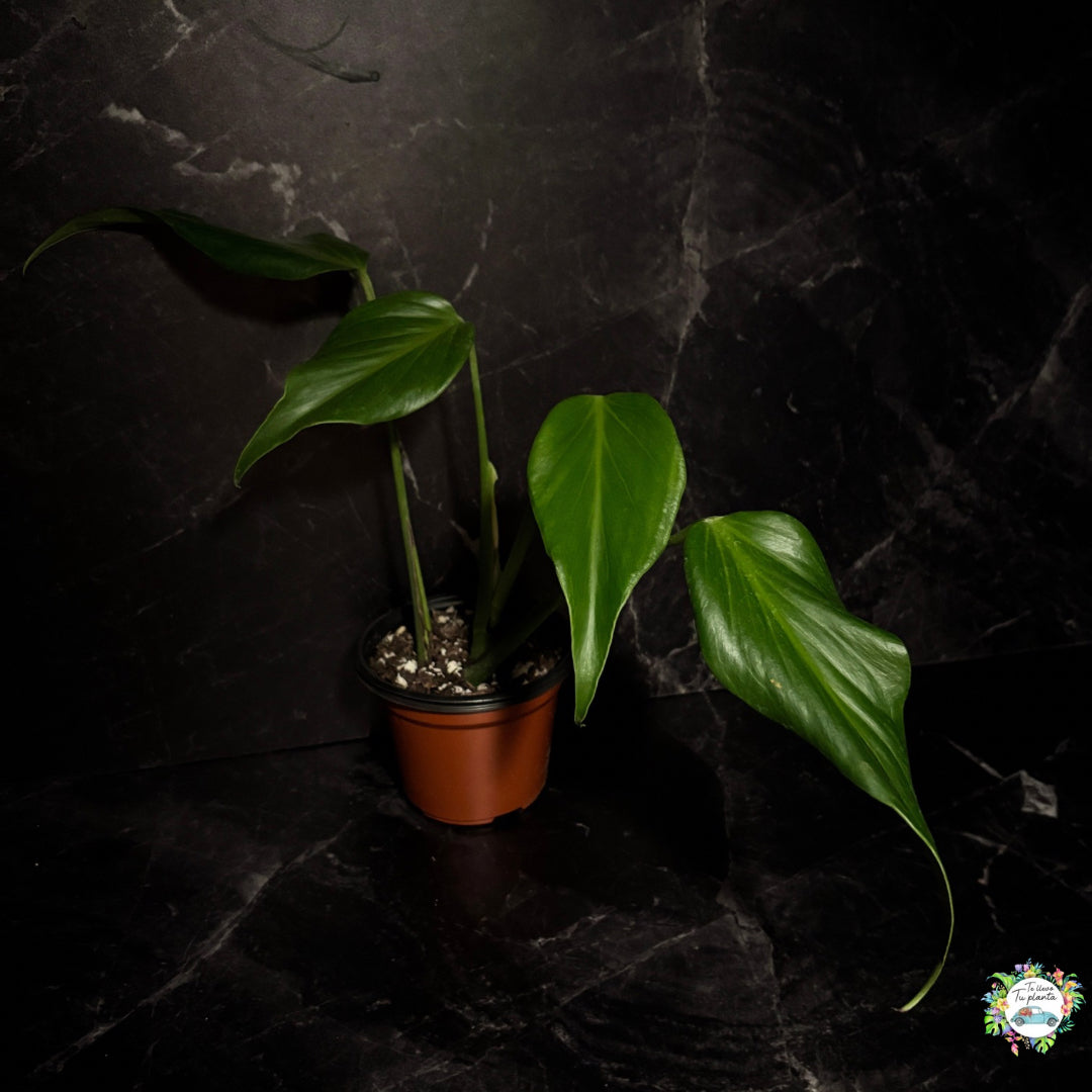 Monstera Burle Marx Flame “5