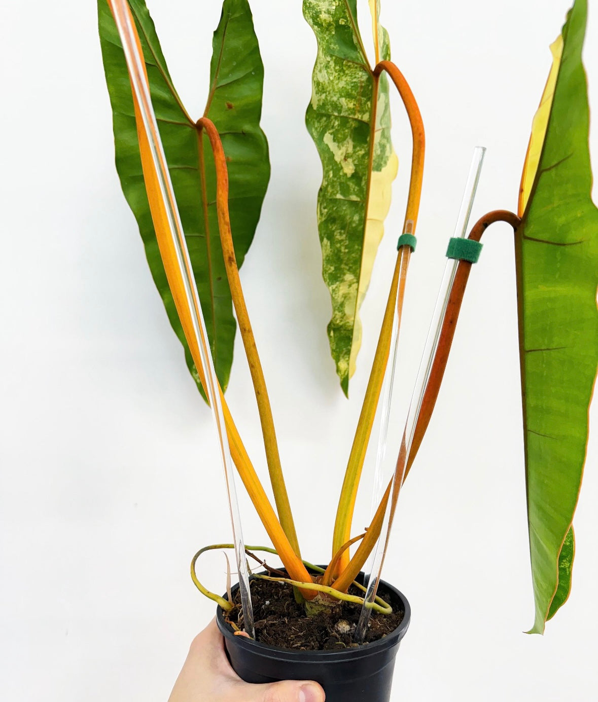 Philodendron Billietiae “6 (planta exacta)