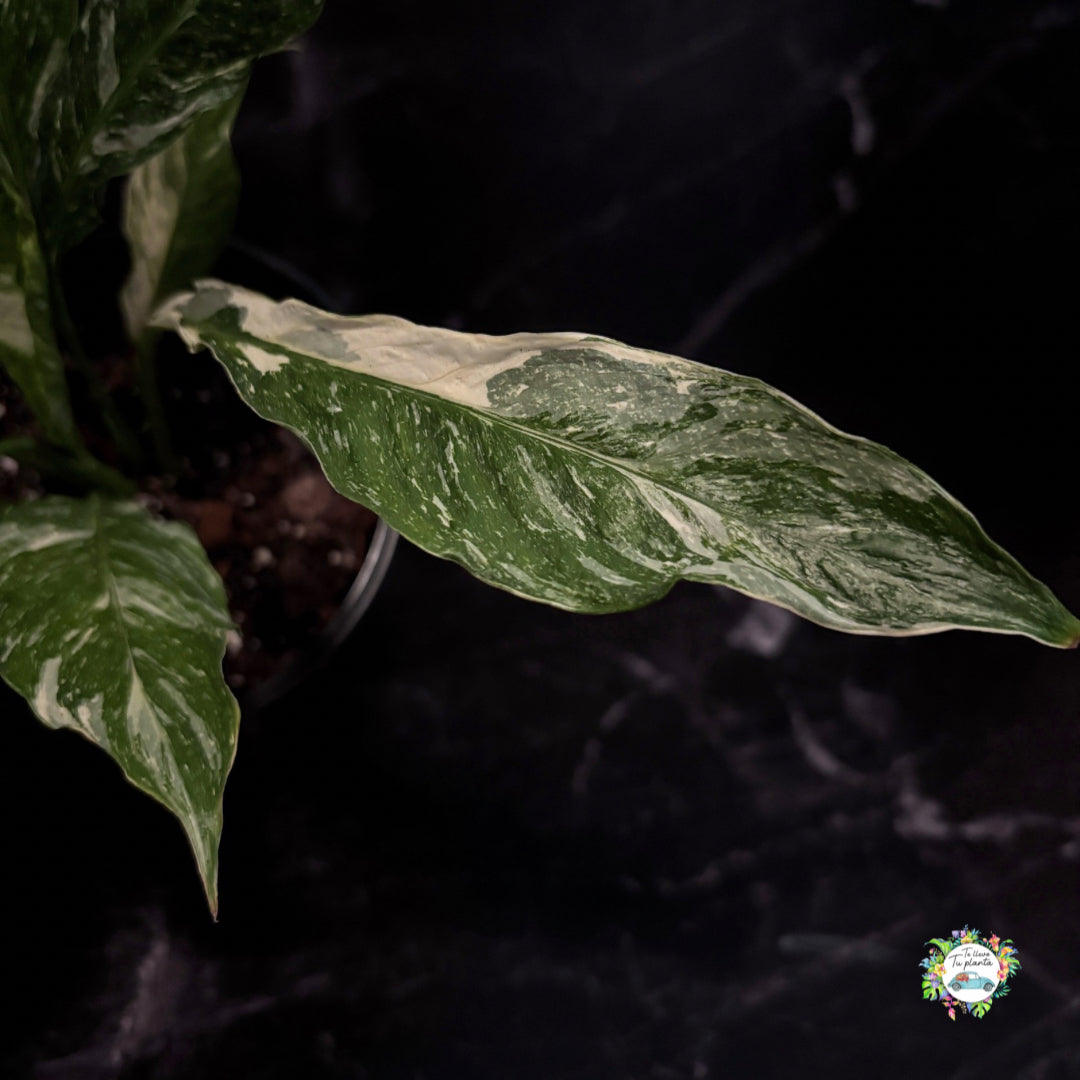 Spathiphyllum Variegado (Cuna de Moisés) “6