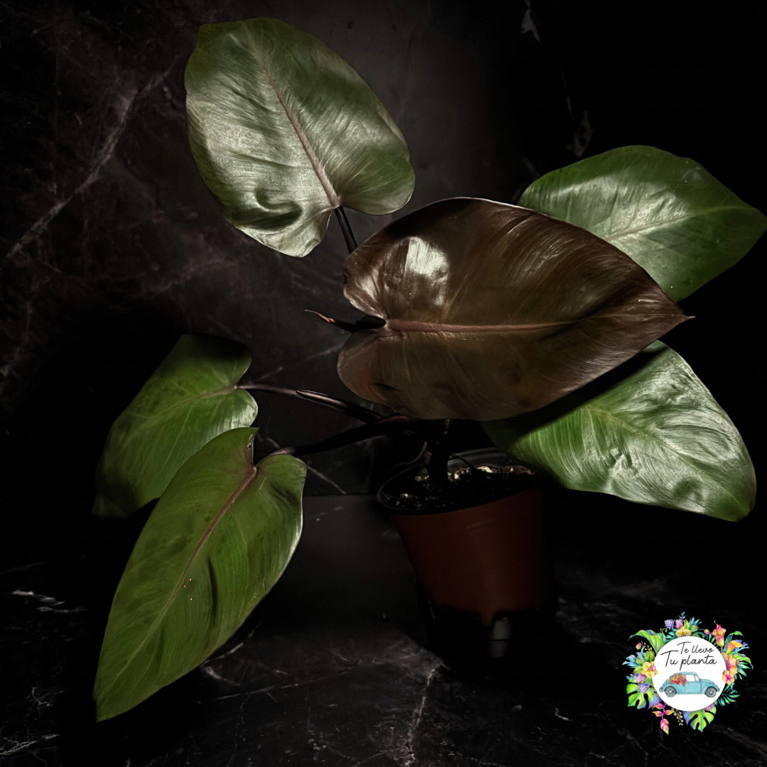 Philodendron Erubescens Burgundy “5