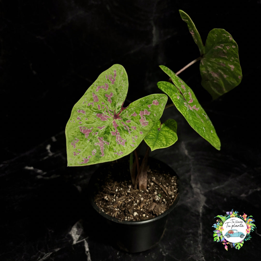 Caladium Seafoam Pink “5