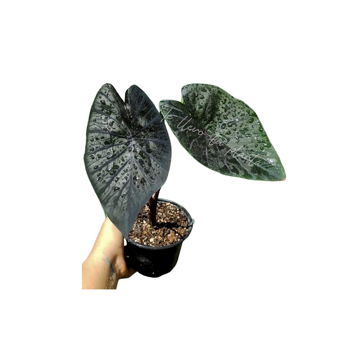 Colocasia black coral "5