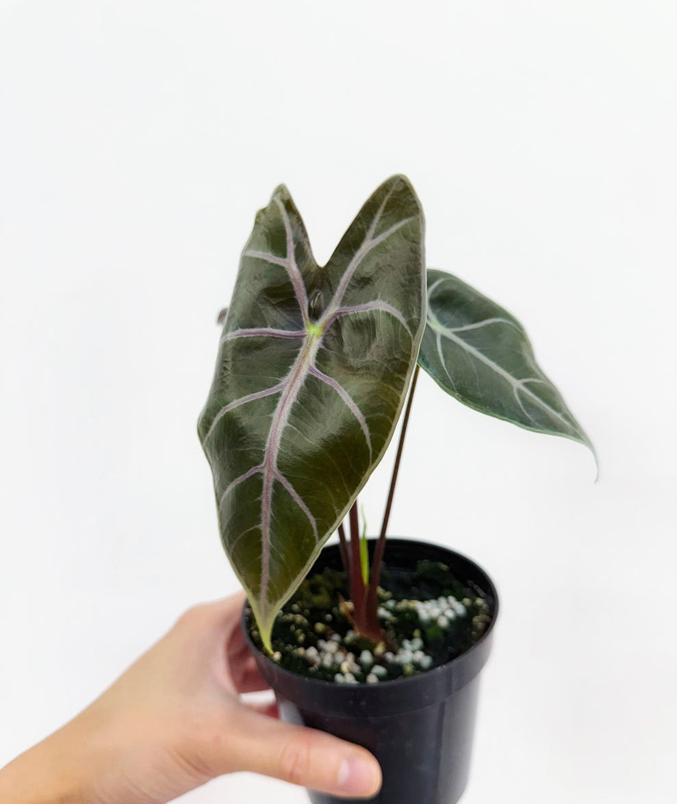 Alocasia Longiloba Purple Vein “4