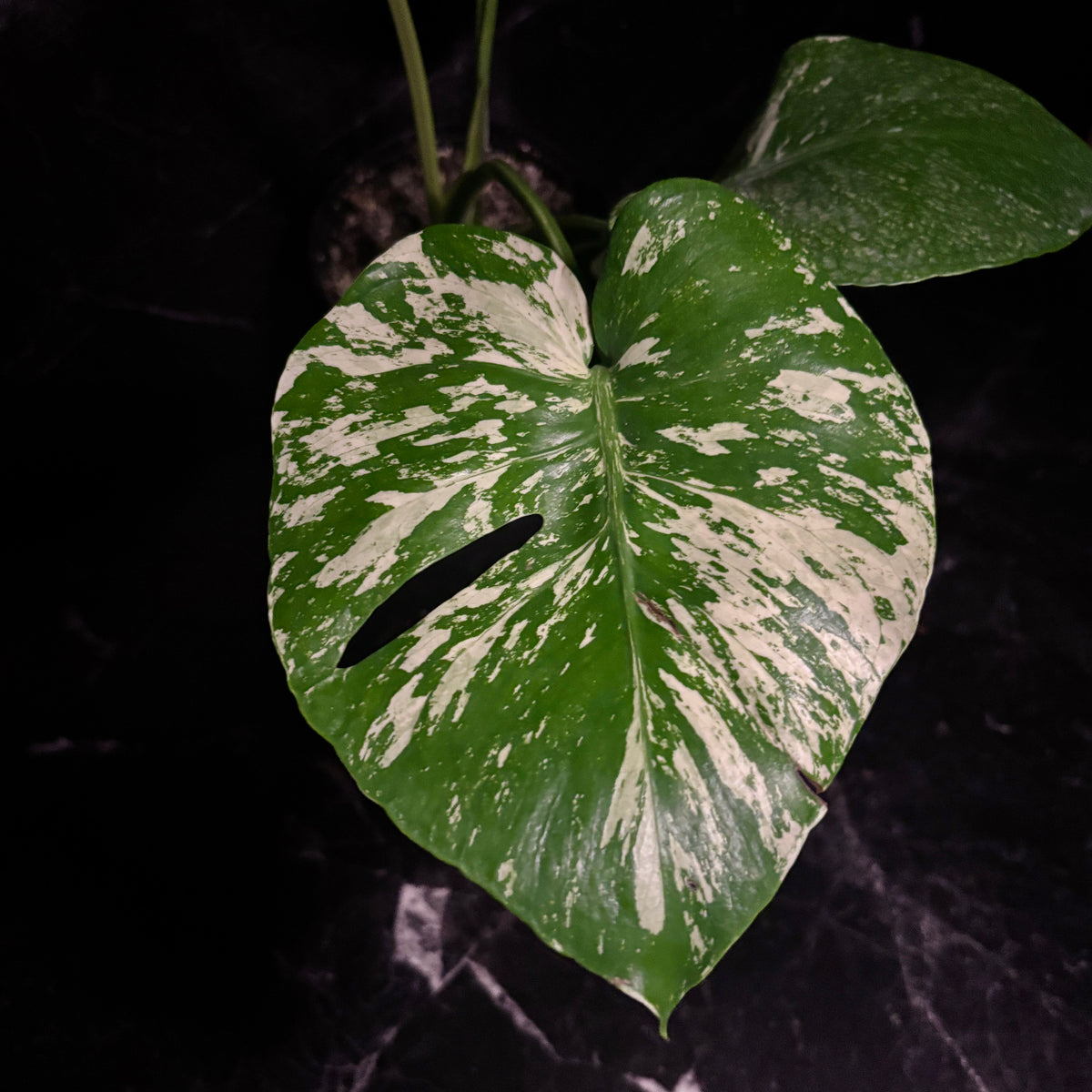 Monstera White Monster “6