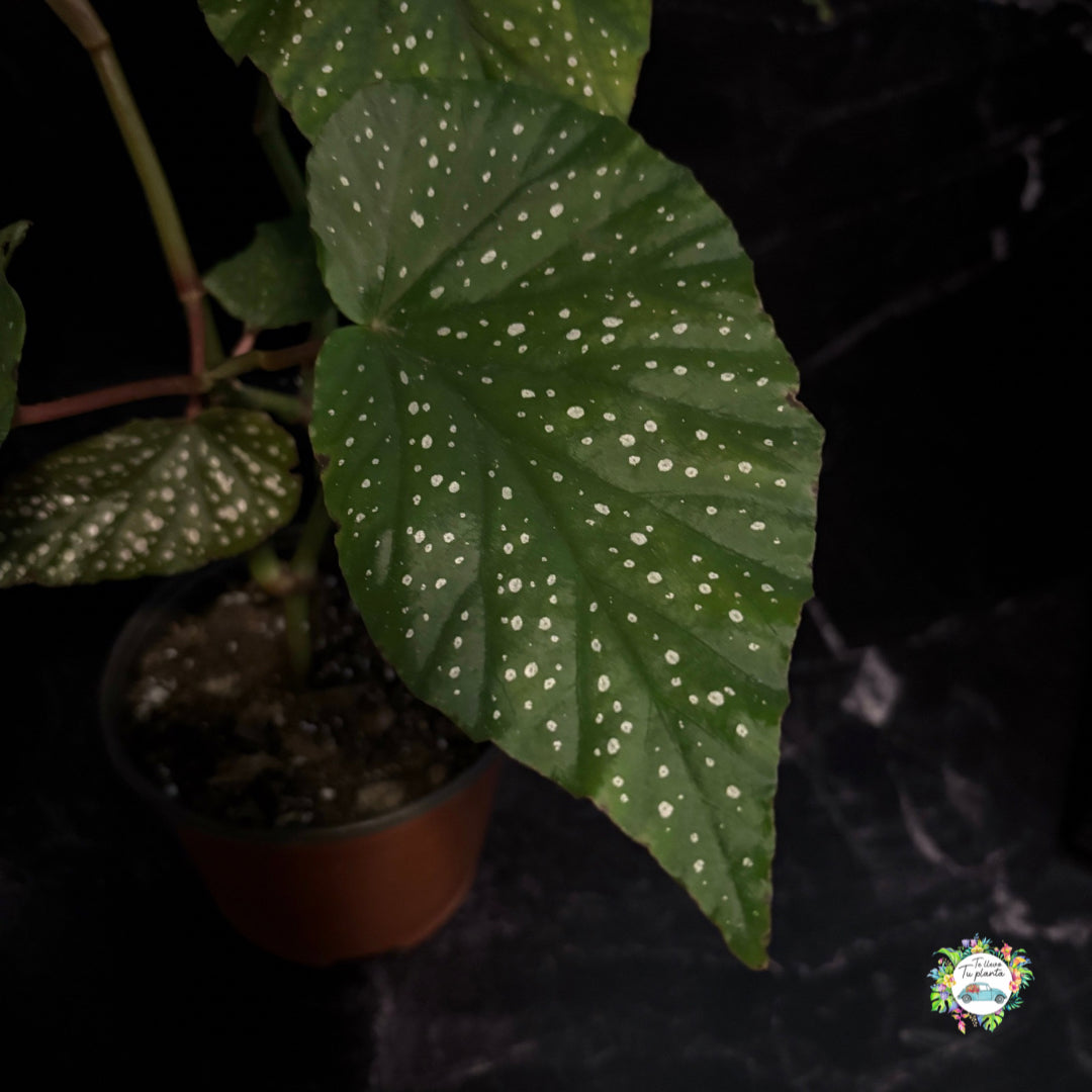 Begonia Lucerna “6