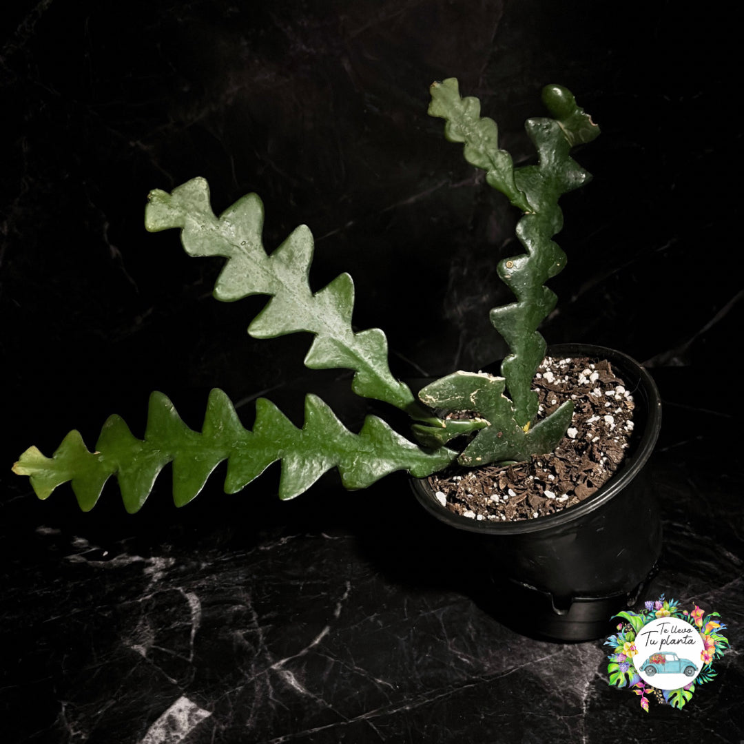 Disocactus Anguliguer “5