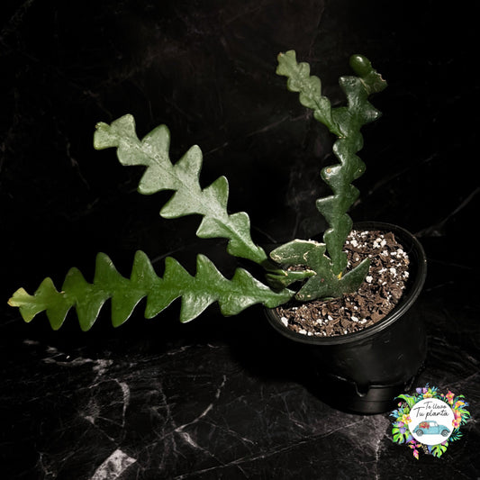 Disocactus Anguliguer “5