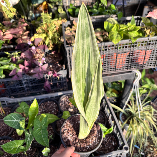 Sansevieria Sayuri "5