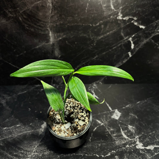 Epipremnum Amplissimum #4