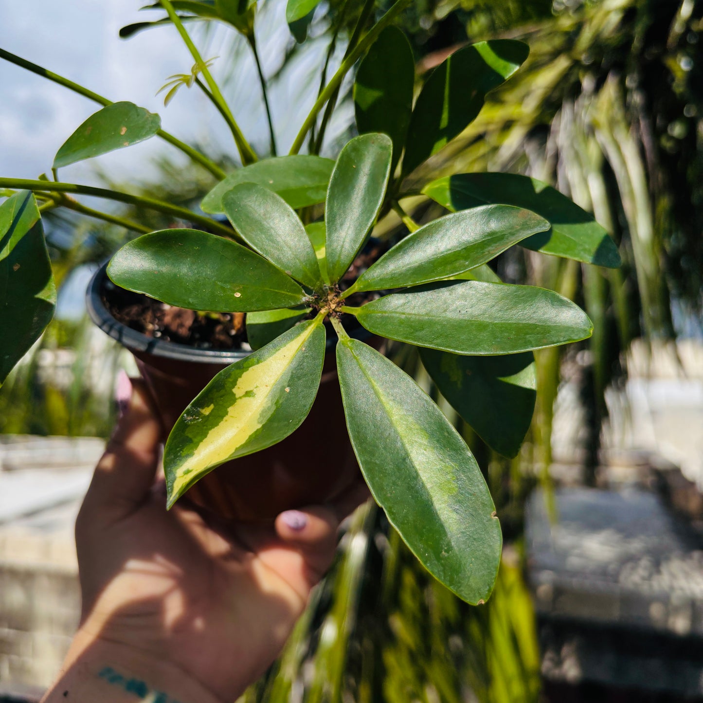 Schefflera Variegada "5