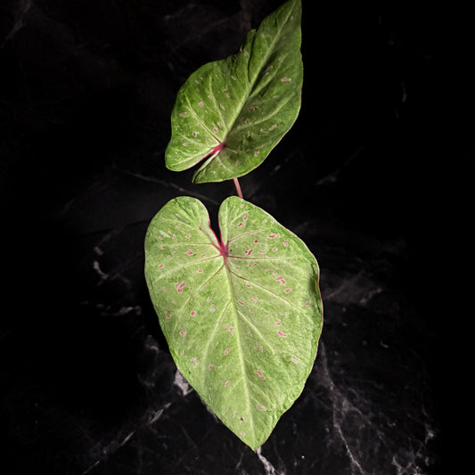 Caladium Lime Lite “6