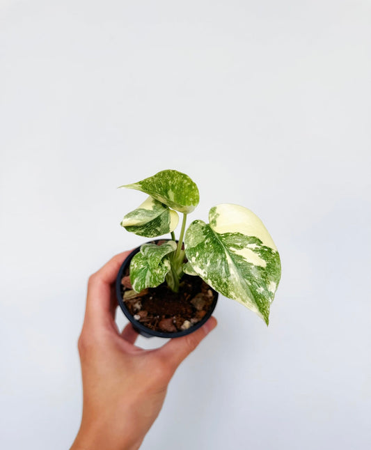 Monstera Thai Crème Brûlée “4