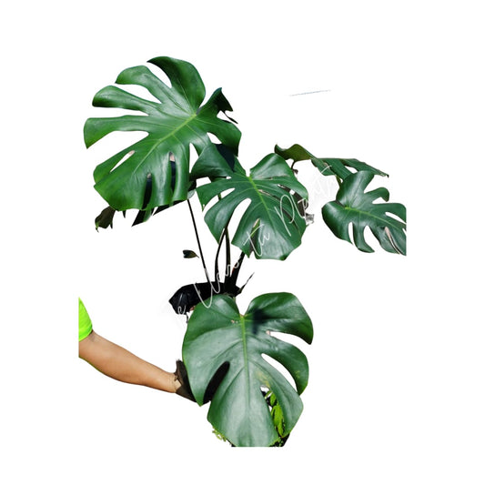 Monstera Deliciosa #10