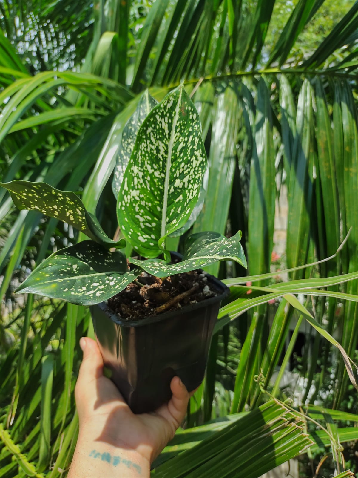 Aglaonema Costatum #5