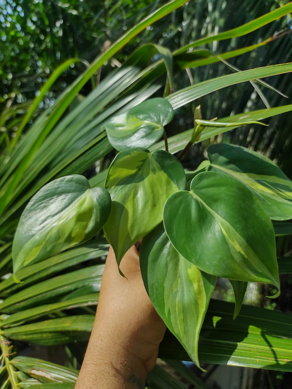 Philodendron Carnival "4