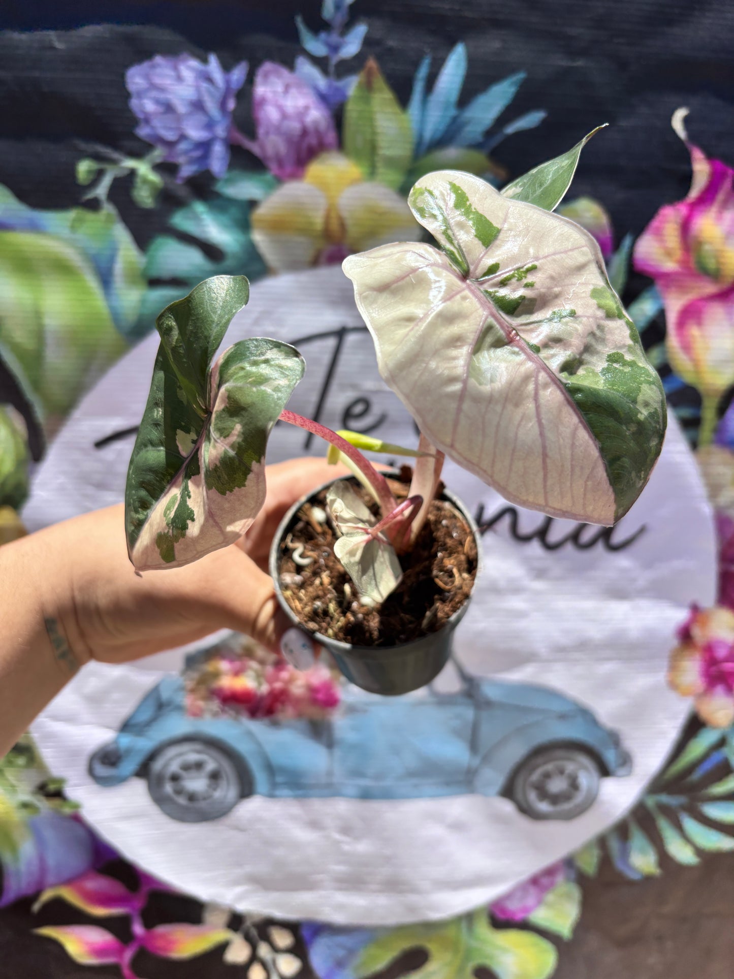 Alocasia Yucatan Princess Variegada "4