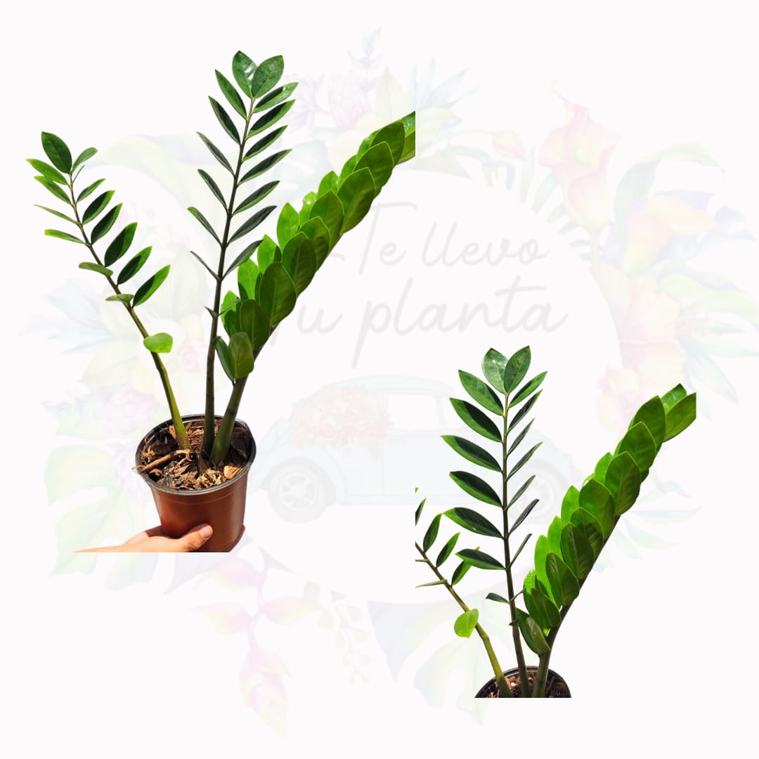 Zamioculca Zamiifolia  “7