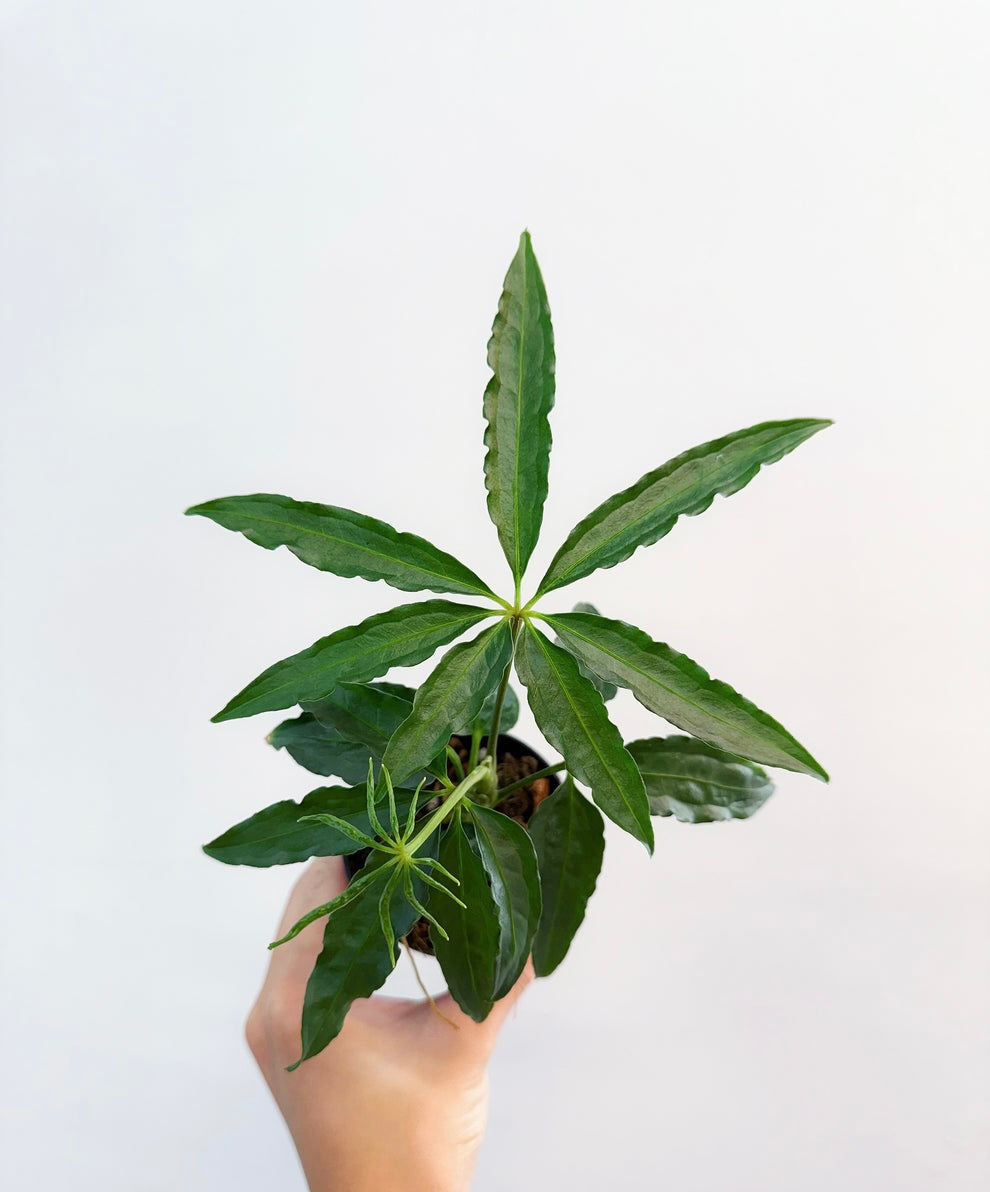 Anthurium Polyschistum “4