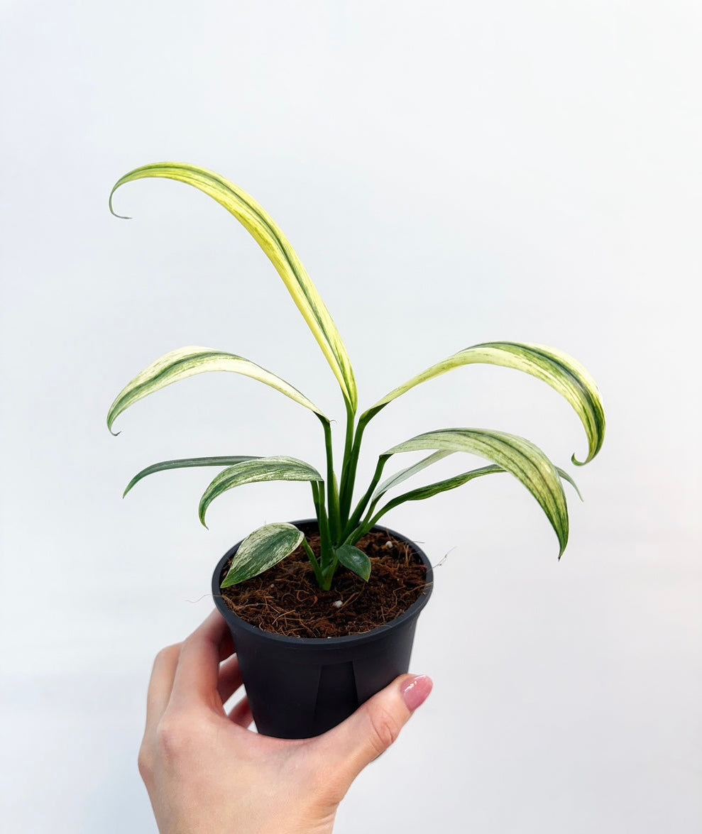 Epipremnum Amplissimum Albo Variegado “4