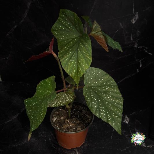 Begonia Lucerna “6