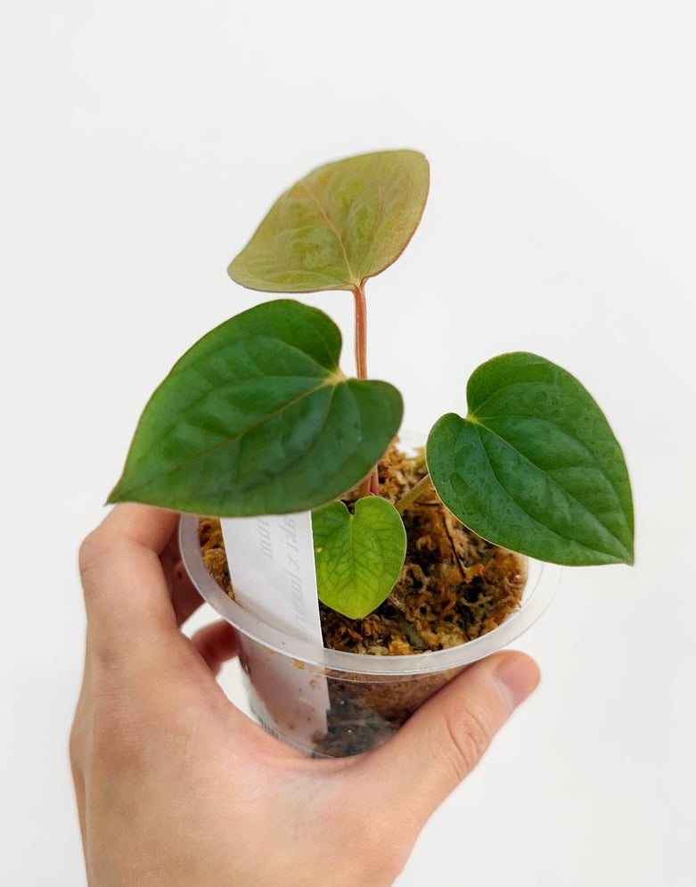 Anthurium Dorayaki x Luxurians