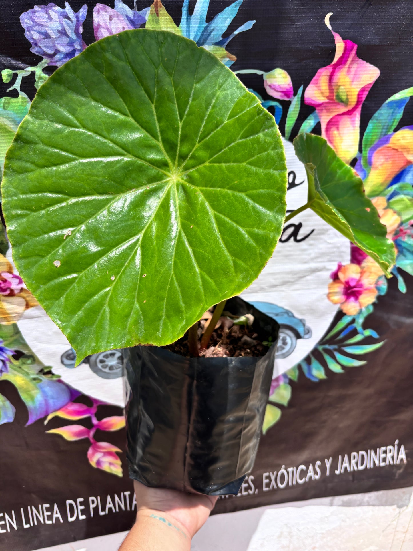 Begonia Nelumbiifolia “ 7