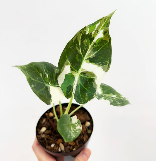 Alocasia Regal Shield Albo”4