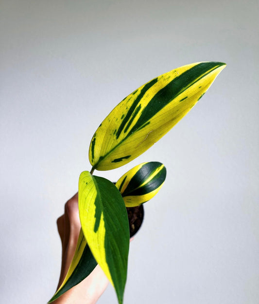 Scindapsus Coriaceus  "4