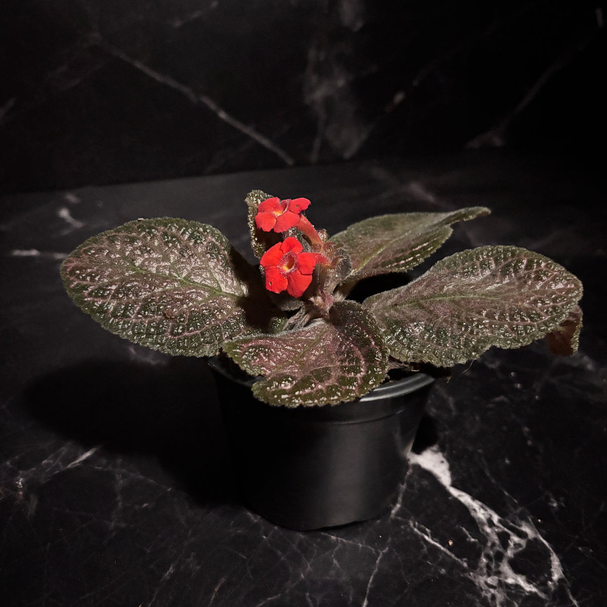 Episcia Alice Aussie “4