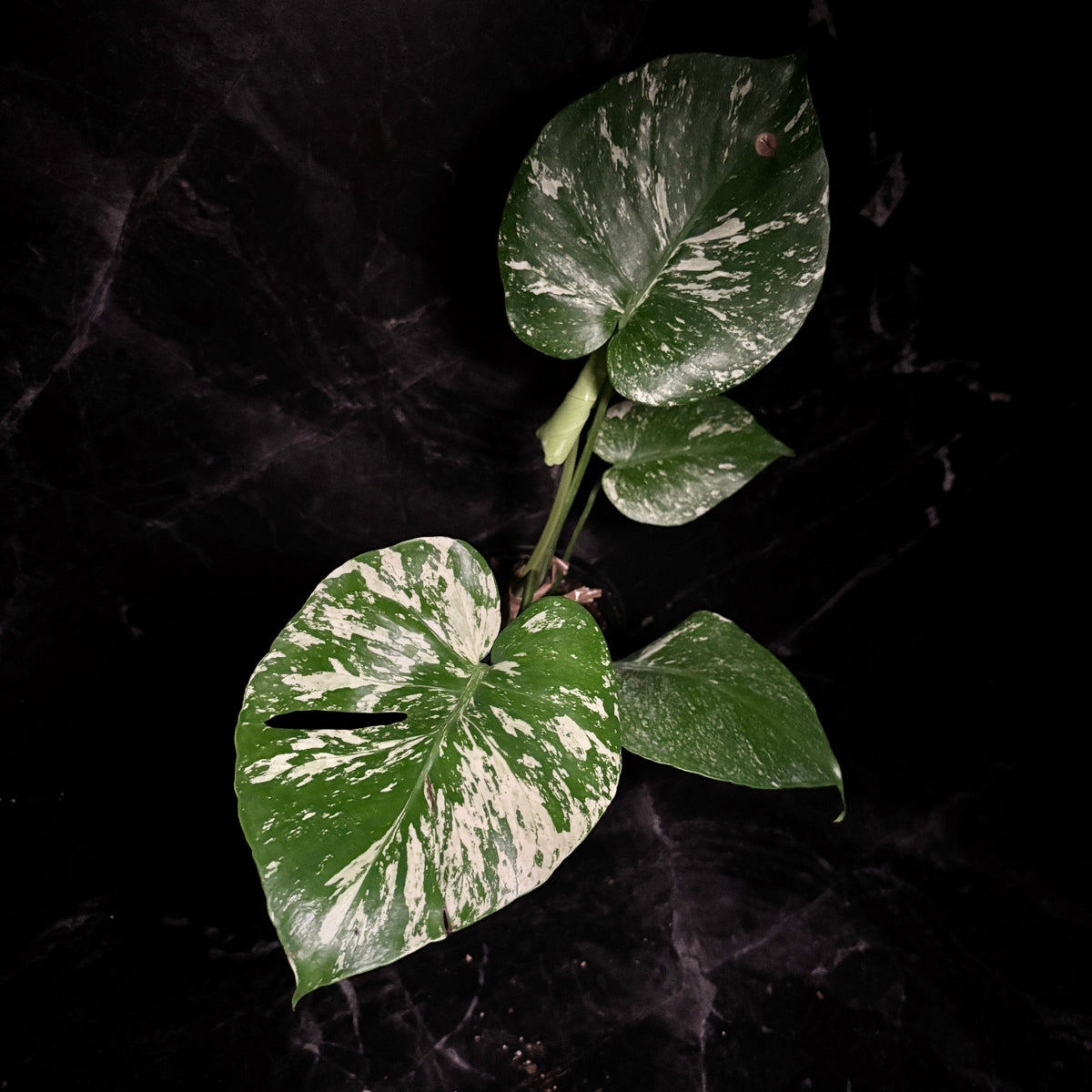 Monstera White Monster “6