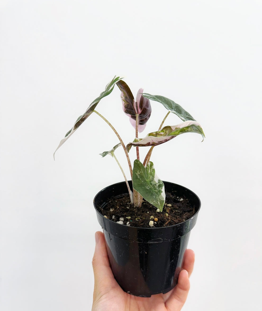 Alocasia Pseudosanderiana Pink “4