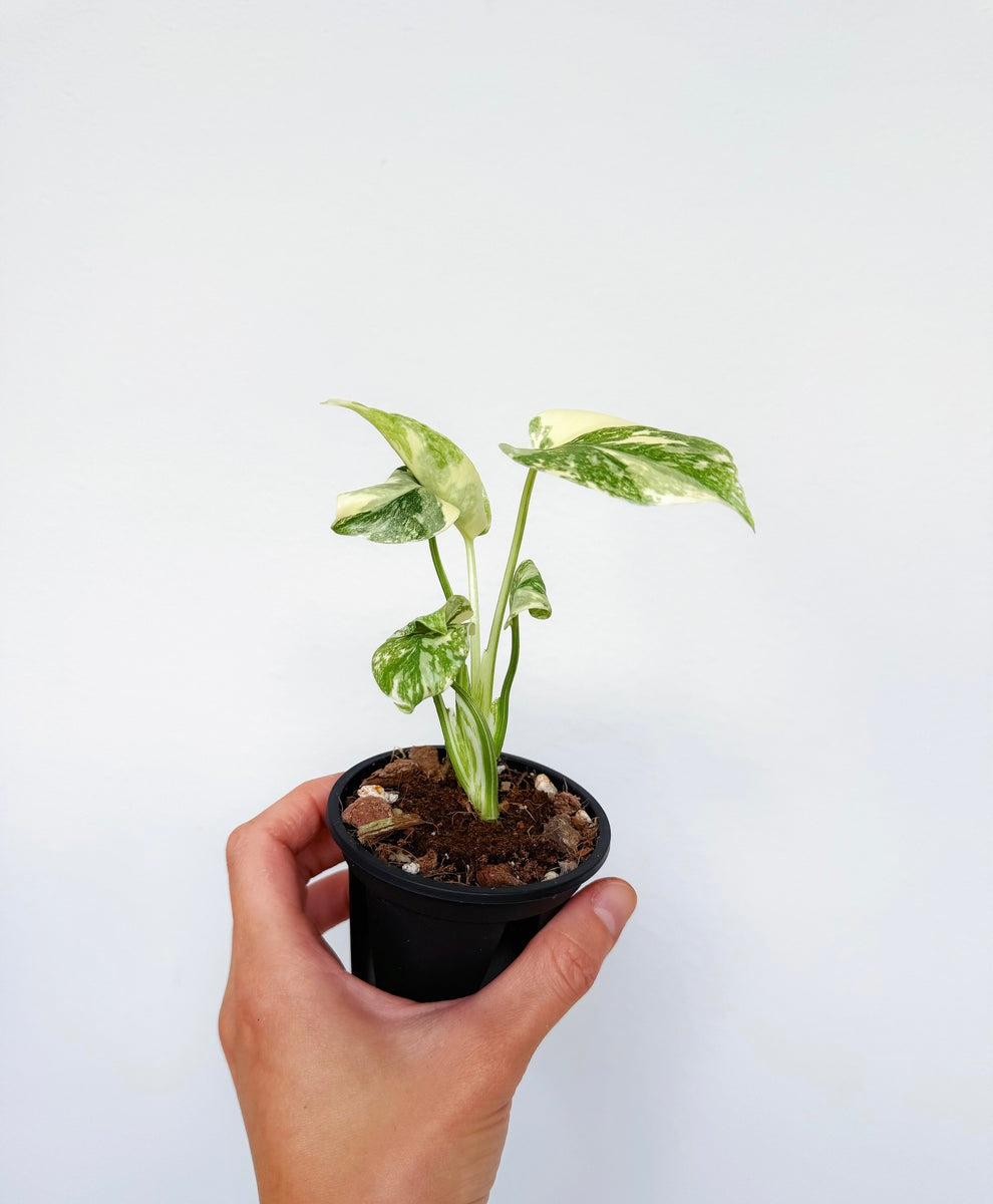 Monstera Thai Crème Brûlée “4
